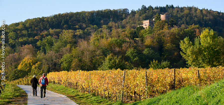 Elsass und die elsässische Weinstrasse, ein Wanderparadies für Alle